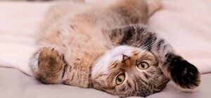 Отмечай в календаре: сколько украинцы будут отдыхать в июне