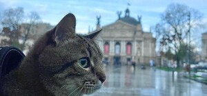 Харьковский кот Степан вернулся в Украину и объявил о сборе средств