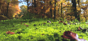 Бабине літо 2022 в Україні: коли буде і що кажуть синоптики