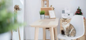 Одесситы не хотят сдавать квартиры людям с животными: исследование 