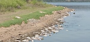 Жара: на Хаджибейском лимане снова заметили мор рыбы (обновлено)