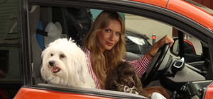 В Киеве сняли комедию, в которой сыграли большее 100 собак: когда выйдет фильм (трейлер)