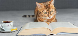 В Днепропетровской области детей переселенцев будут бесплатно обучать английскому