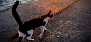 В Одессе открыли еще три пляжа: какие именно