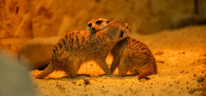 Харьковский зоопарк приглашает на праздничные прогулки