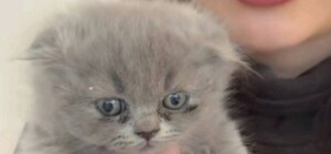 Гибель двух котят в одном из заведений Одессы: дело расследует полиция